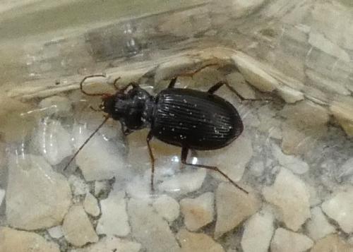 Réf. 317 172 : Nebria sp.